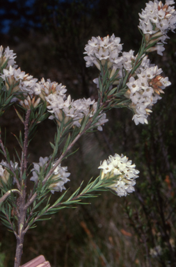 APII jpeg image of Epacris paludosa  © contact APII