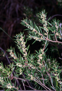 APII jpeg image of Monotoca scoparia  © contact APII