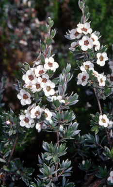 APII jpeg image of Leptospermum namadgiense  © contact APII