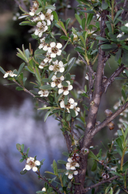 APII jpeg image of Leptospermum obovatum  © contact APII