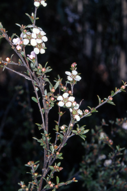 APII jpeg image of Leptospermum multicaule  © contact APII