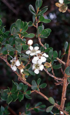 APII jpeg image of Leptospermum micromyrtus  © contact APII