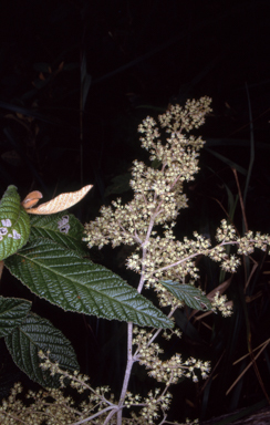 APII jpeg image of Pomaderris aspera  © contact APII