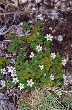 APII jpeg image of Rhytidosporum alpinum  © contact APII