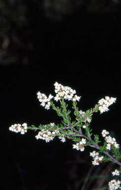 APII jpeg image of Cryptandra sp. Floriferous  © contact APII