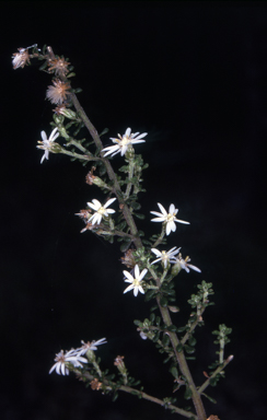 APII jpeg image of Olearia microphylla  © contact APII