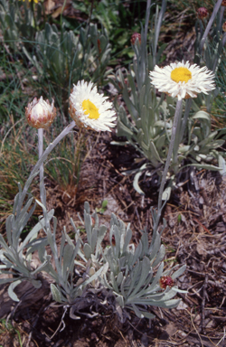 APII jpeg image of Leucochrysum alpinum  © contact APII