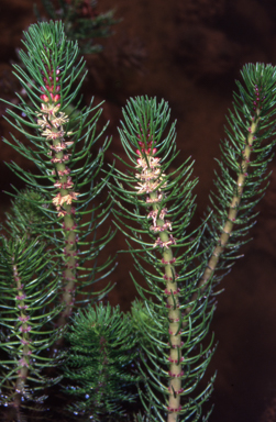 APII jpeg image of Myriophyllum simulans  © contact APII