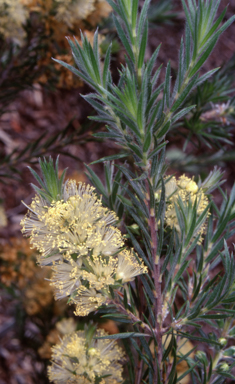 APII jpeg image of Callistemon pityoides  © contact APII