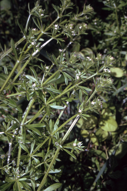 APII jpeg image of Galium aparine  © contact APII