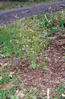 APII jpeg image of Erophila verna subsp. verna  © contact APII