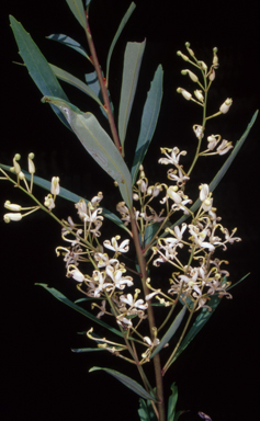 APII jpeg image of Lomatia myricoides  © contact APII