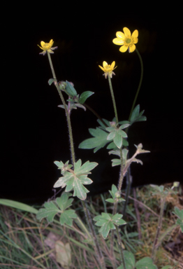 APII jpeg image of Ranunculus scapiger  © contact APII