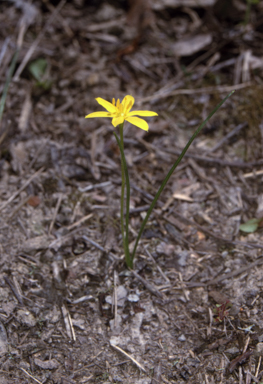 APII jpeg image of Hypoxis hygrometrica var. villosisepala  © contact APII