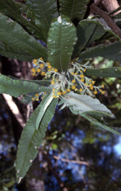 APII jpeg image of Bedfordia arborescens  © contact APII