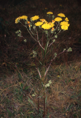 APII jpeg image of Crepis capillaris  © contact APII