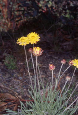 APII jpeg image of Leucochrysum albicans subsp. albicans  © contact APII