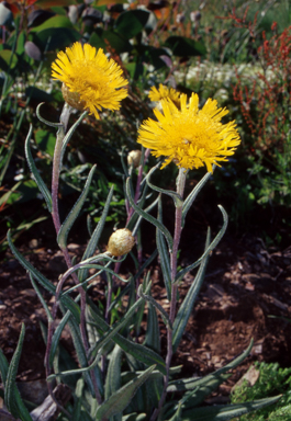 APII jpeg image of Podolepis jaceoides  © contact APII