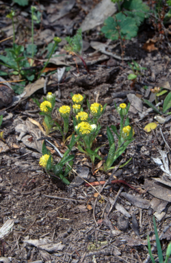 APII jpeg image of Triptilodiscus pygmaeus  © contact APII