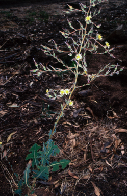 APII jpeg image of Lactuca serriola f. serriola  © contact APII