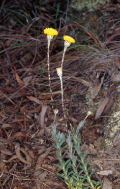 APII jpeg image of Leptorhynchos squamatus subsp. squamatus  © contact APII