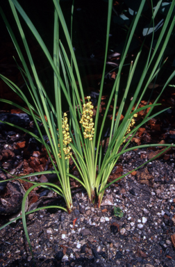 APII jpeg image of Lomandra filiformis subsp. filiformis  © contact APII