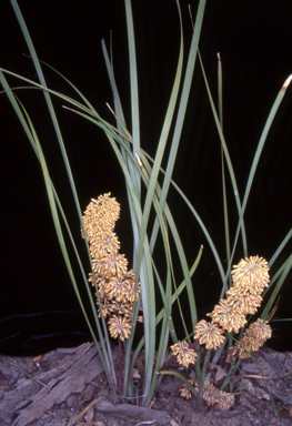 APII jpeg image of Lomandra multiflora subsp. multiflora  © contact APII