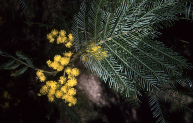 APII jpeg image of Acacia decurrens  © contact APII