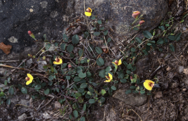 APII jpeg image of Bossiaea prostrata  © contact APII