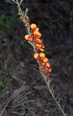 APII jpeg image of Dillwynia sericea  © contact APII