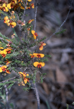 APII jpeg image of Dillwynia sericea  © contact APII