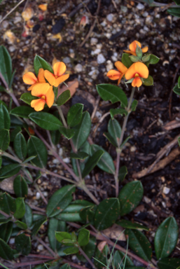 APII jpeg image of Podolobium alpestre  © contact APII