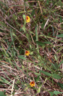 APII jpeg image of Zornia dyctiocarpa var. dyctiocarpa  © contact APII