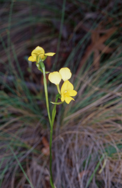APII jpeg image of Diuris aequalis  © contact APII