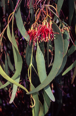 APII jpeg image of Amyema miquelii  © contact APII