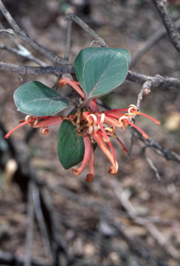 APII jpeg image of Grevillea oxyantha subsp. oxyantha  © contact APII