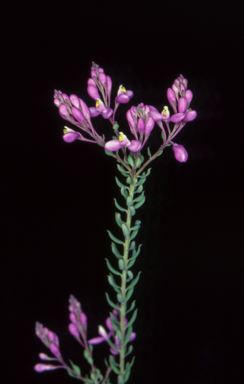 APII jpeg image of Comesperma ericinum  © contact APII