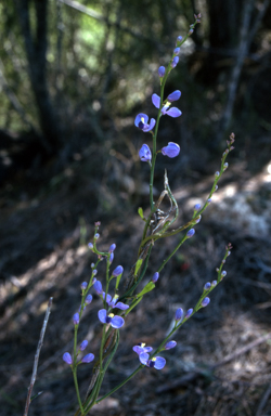 APII jpeg image of Comesperma volubile  © contact APII