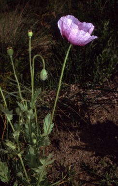 APII jpeg image of Papaver somniferum  © contact APII