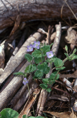 APII jpeg image of Veronica calycina  © contact APII