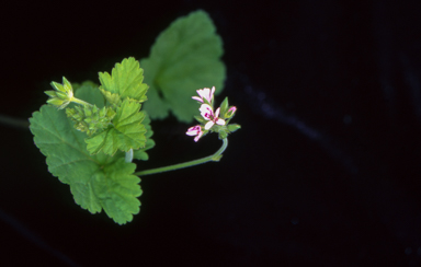 APII jpeg image of Pelargonium inodorum  © contact APII