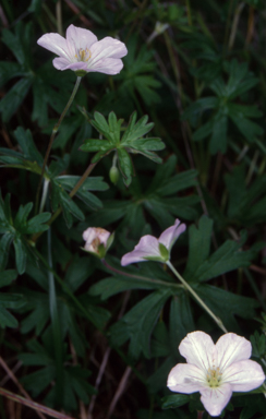 APII jpeg image of Geranium neglectum  © contact APII