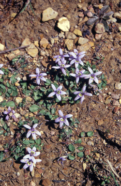 APII jpeg image of Isotoma fluviatilis subsp. australis  © contact APII
