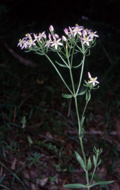 APII jpeg image of Centaurium erythraea  © contact APII