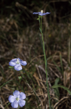 APII jpeg image of Linum marginale  © contact APII