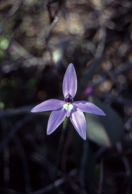 APII jpeg image of Glossodia major  © contact APII