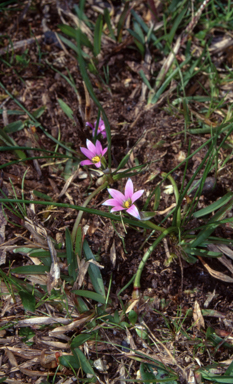 APII jpeg image of Romulea rosea var. australis  © contact APII