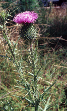 APII jpeg image of Cirsium vulgare  © contact APII