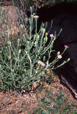 APII jpeg image of Vittadinia cuneata var. cuneata  © contact APII