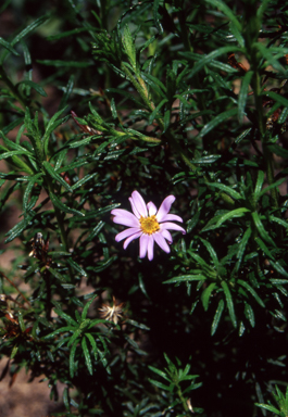 APII jpeg image of Olearia tenuifolia  © contact APII
